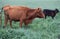 Brown Angus cattle with black calf