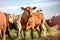 Brown angus cow in herd waving tail