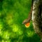 Brown Anole on a Cedar tree