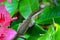 Brown Anole Lizard