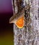 Brown Anole lizard, Anolis Sagrei, Iguana, Bahaman anole, De la Sagra`s anole