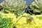 Brown anole lizard in a colorful setting