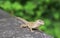 Brown Anole Lizard in Gardens by the Bay Singapore