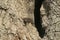 Brown anole lizard on the wood background