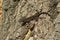 Brown anole lizard on the wood background