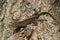 Brown anole lizard on the wood background, closeup