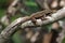 Brown Anole Lizards (Anolis sagrei)