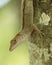 Brown Anole on tree