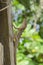 Brown Anoles Climbing Posts