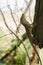 Brown Anoles Starts To Climb Wooden Post