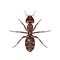 Brown ant on white background.