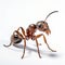 Brown Ant On White Background: Large Format Lens, Softbox Lighting