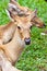 Brown antelope head