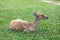 Brown antelope resting on grass