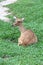 Brown antelope resting on grass