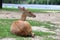 Brown antelope resting on grass