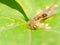 Brown Ants Feeding On Honeydew