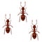 Brown ants, icon