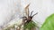 Brown Aphonopelma tarantula