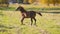 Brown Arabian horse foal running over green field