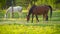 Brown Arabian horse grazing on green field, small foal near