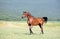 Brown arabian horse running trot on pasture