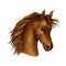 Brown arabian horse sketch for equine sport design