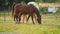 Brown Arabian horses grazing on green field, small foal behind mother near