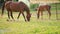 Brown Arabian horses grazing on green field, small foal and mother near