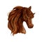 Brown arabian mare horse sketch for equine design