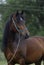 Brown arabian pony horse