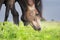 Brown arabic horse eating summer grass