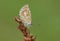 A Brown Argus Butterfly, Aricia agestis, roosting on a flower early morning.