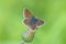 brown argus butterfly, Aricia agestis, top view, open wings