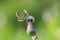 brown argus butterfly, Aricia agestis, top view, open wings