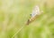 A Brown Argus butterfly (Aricia agestis) with wings showing the underwing pattern