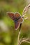 Brown Argus Butterfly Origanum vulgare