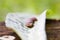 A brown armyworm on a leaf