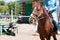 brown asian horse with jockey sitting on saddle, stable background