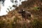 Brown asian ox with leash rope standing on sand hill with some vegetation.