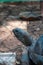 Brown Asian turtles in captivity at a zoo in Thailand.