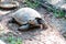 Brown Asian turtles in captivity at a zoo in Thailand.