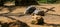 Brown asian turtles feeding in the zoo