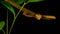 Brown Asian Vine snake found in Borneo forest.