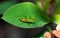 Brown Assassin bug nymph Acanthaspis obscura sitting on a green leaf, Amazon Jungle, Madre de Dios, Puerto Maldonado, Peru