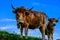 Brown Asturian cows grazing on Covadonga lakes, Picos de Europe, Asturias, Spain