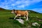 Brown Asturian cows grazing on Covadonga lakes, Picos de Europe, Asturias, Spain