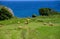 Brown Asturian cows grazing on pasture, Picos de Europe, Asturias, Spain