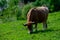 Brown Asturian cows grazing on pasture, Picos de Europe, Asturias, Spain