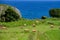 Brown Asturian cows grazing on pasture, Picos de Europe, Asturias, Spain